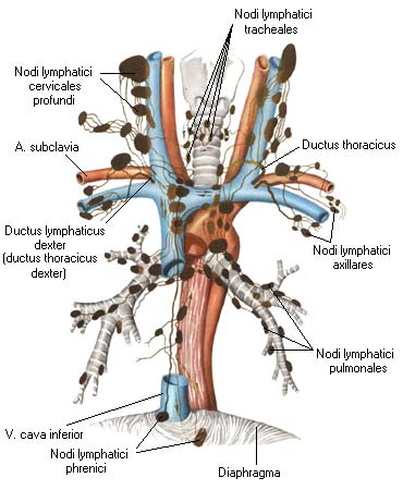 иллюстрация к разделу: Лимфатические сосуды пищевода