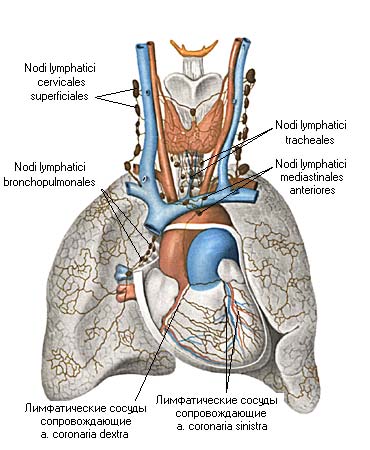 иллюстрация к разделу: Лимфатические сосуды сердца