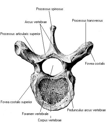 иллюстрация к разделу: Позвонок