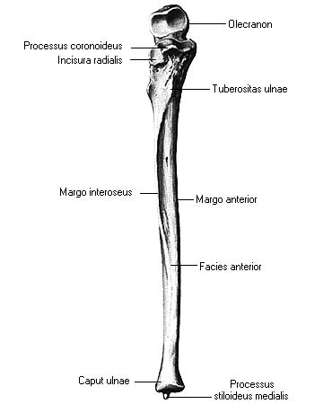 иллюстрация к разделу: Кости предплечья