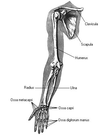 иллюстрация к разделу: Лучевая кость