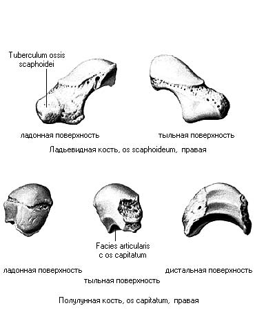 иллюстрация к разделу: Полулунная кость