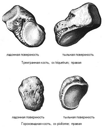 иллюстрация к разделу: Трехгранная кость