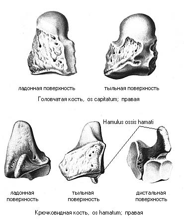 иллюстрация к разделу: Головчатая кость