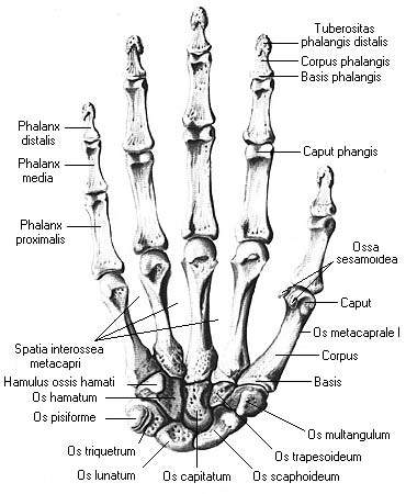 иллюстрация к разделу: Кости пальцев