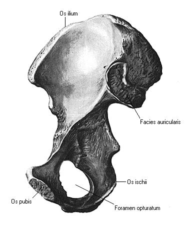 иллюстрация к разделу: Лобковая кость