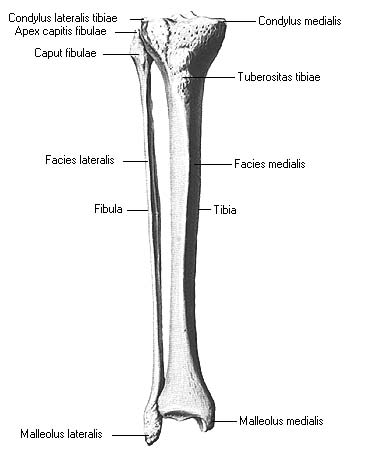 иллюстрация к разделу: Кости голени