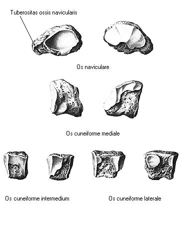 иллюстрация к разделу: Ладьевидная кость