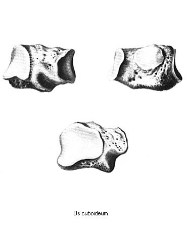 иллюстрация к разделу: Кубовидная кость