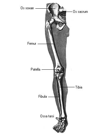 иллюстрация к разделу: Кости пальцев стопы