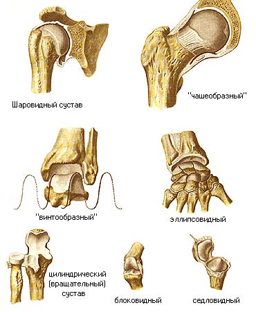 иллюстрация к разделу: Учение о соединениях костей