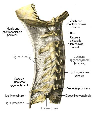 иллюстрация к разделу: Суставы и связки между затылочной костью и атлантом и осевым позвонком